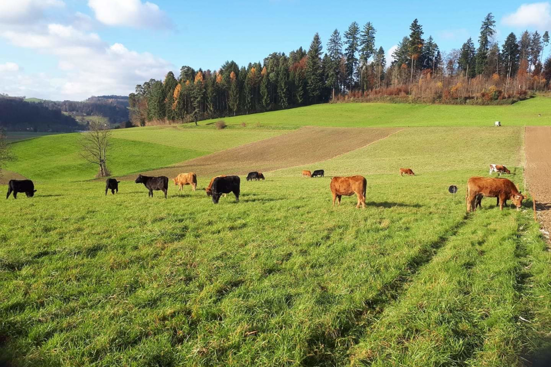 Unsere Kühe